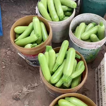 精品西葫芦大量有货，价格便宜，需要的老板联系我