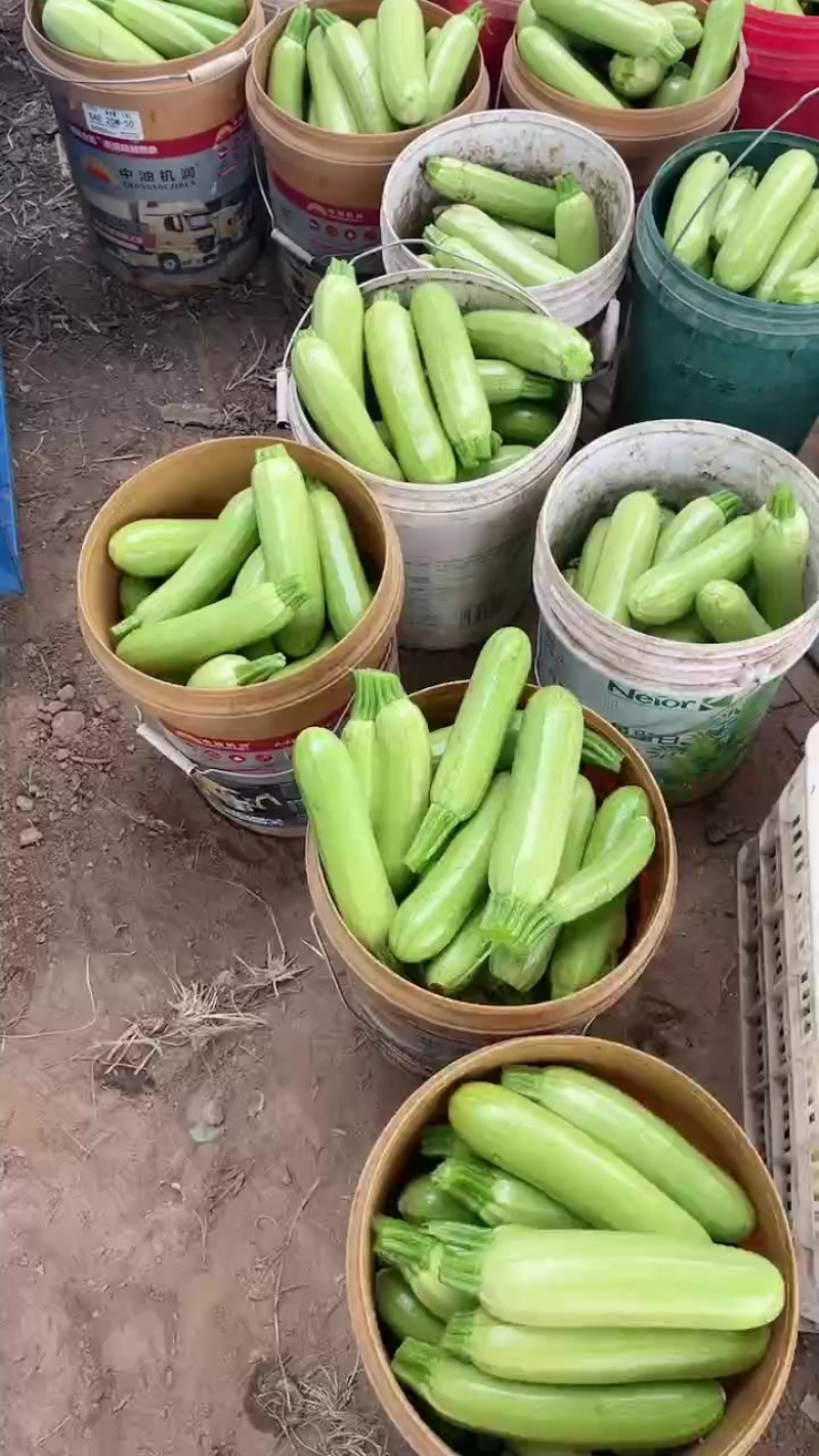 精品西葫芦大量有货，价格便宜，需要的老板联系我