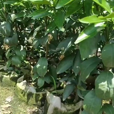 沃柑苗