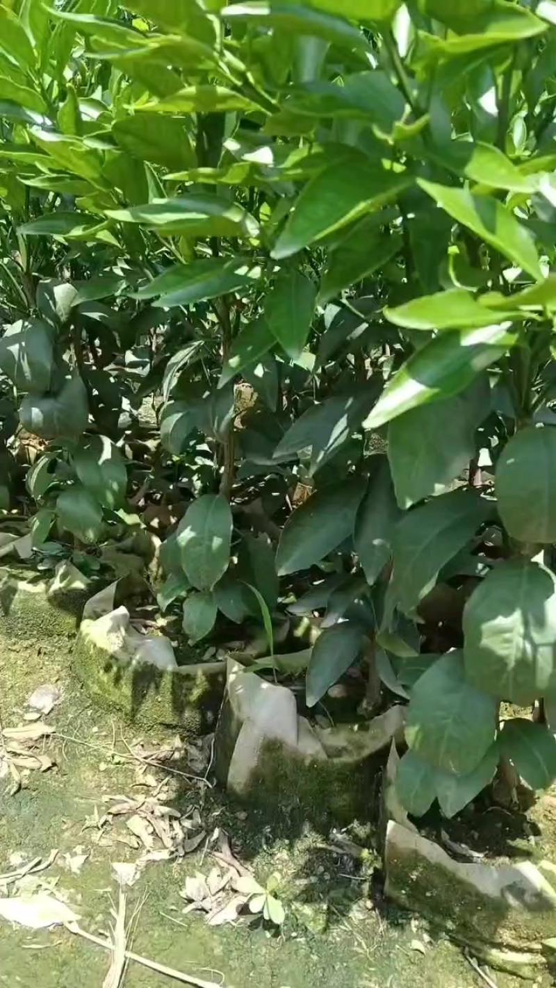 沃柑苗