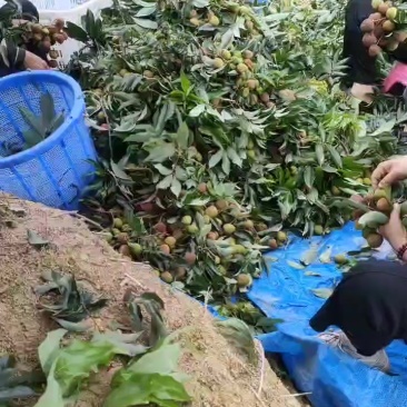 荔枝大量代购