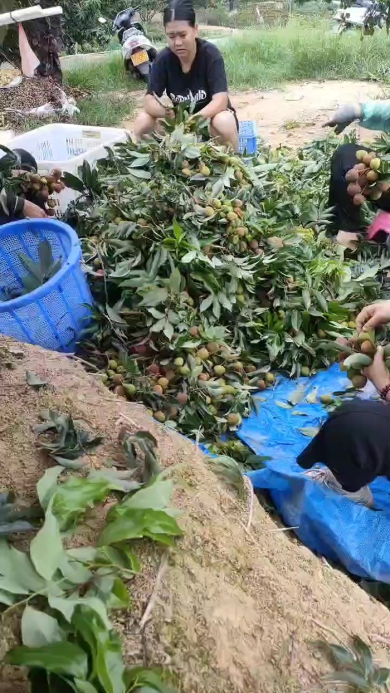 荔枝大量代购
