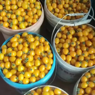 黄番茄新鲜上市高甜度口感好商超市场批发