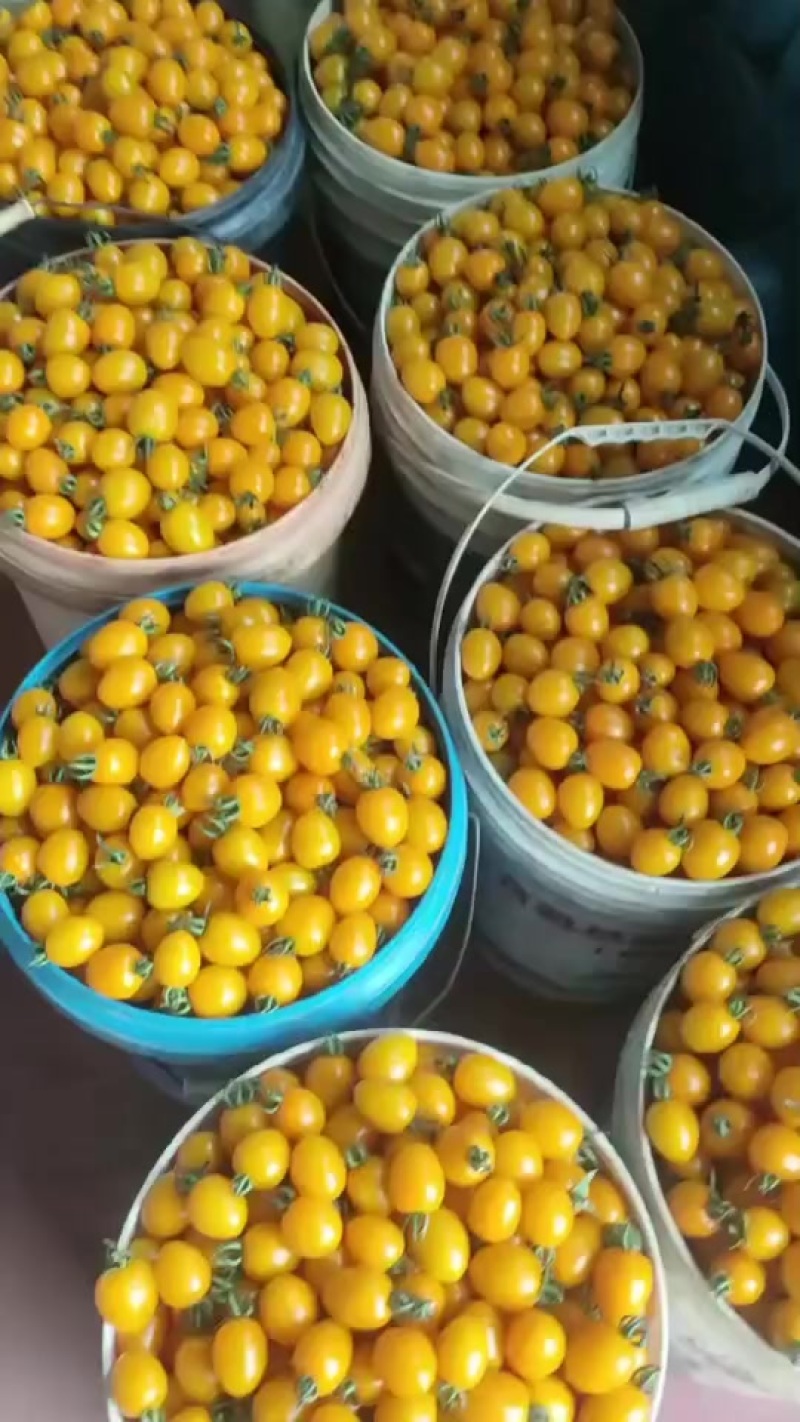 黄番茄新鲜上市高甜度口感好商超市场批发