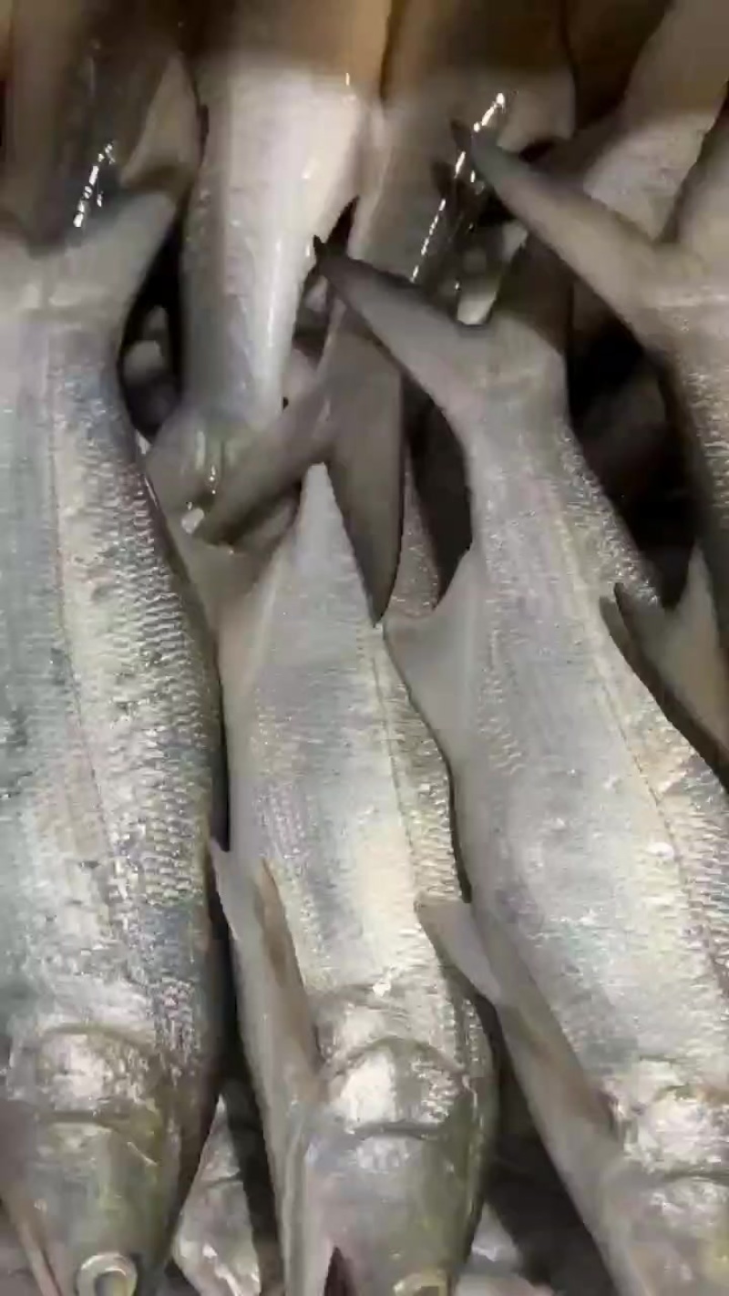 午鱼马友鱼，金目鲈大量批发