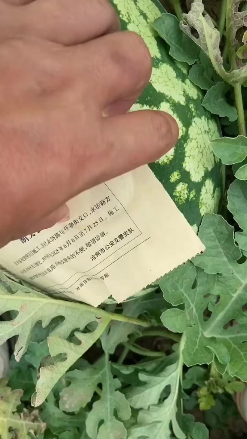 双红金城5