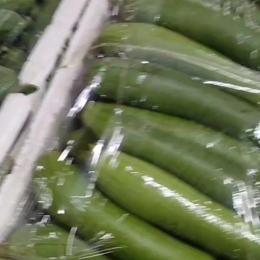 油皮丝瓜