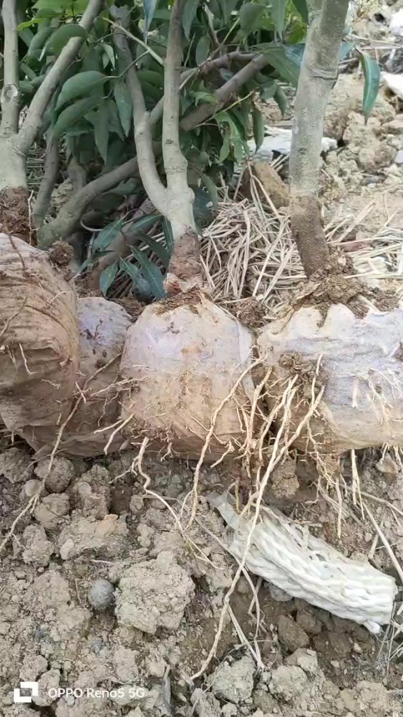 仙进奉、桂味荔枝苗