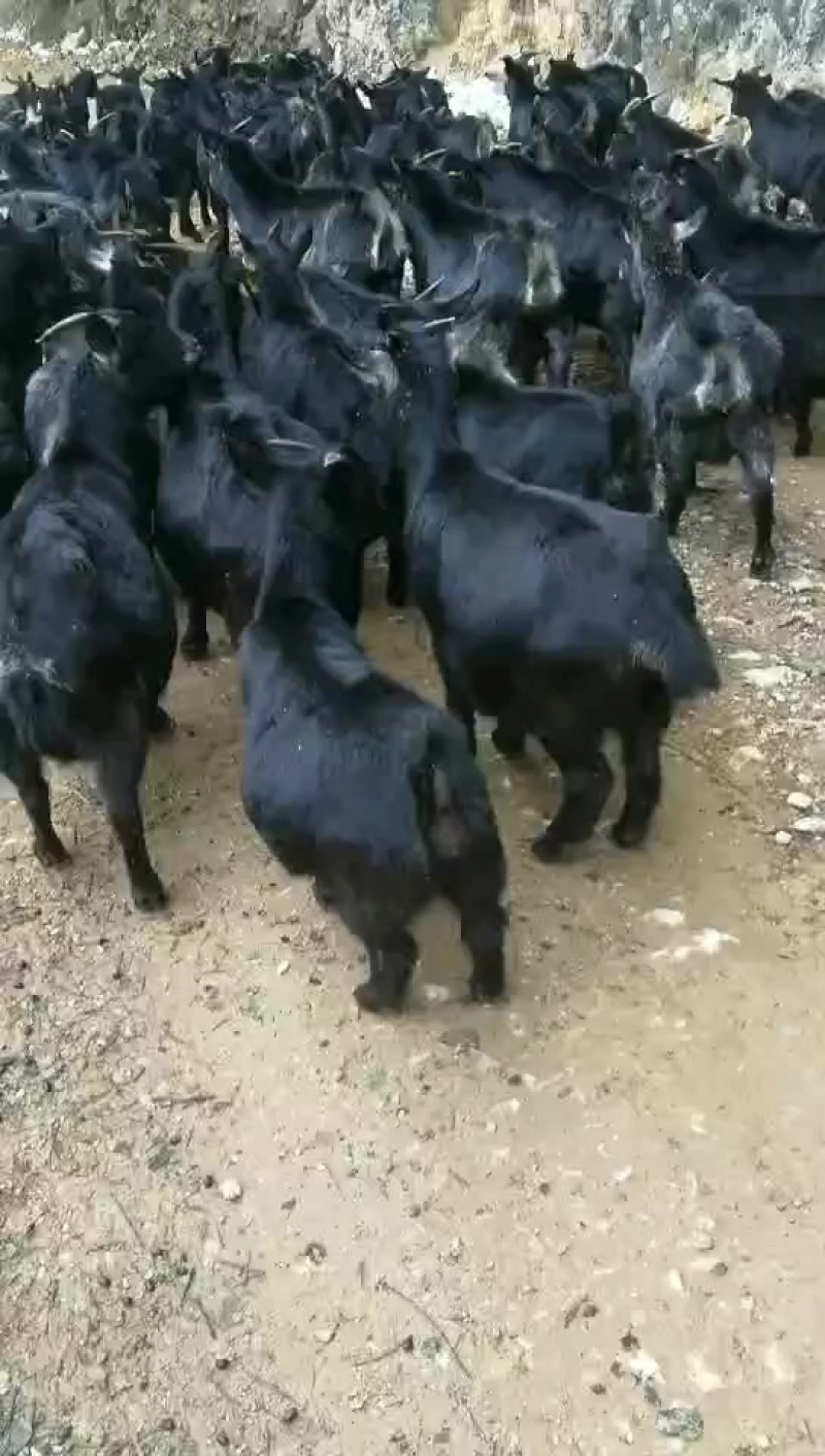 本地黑山羊