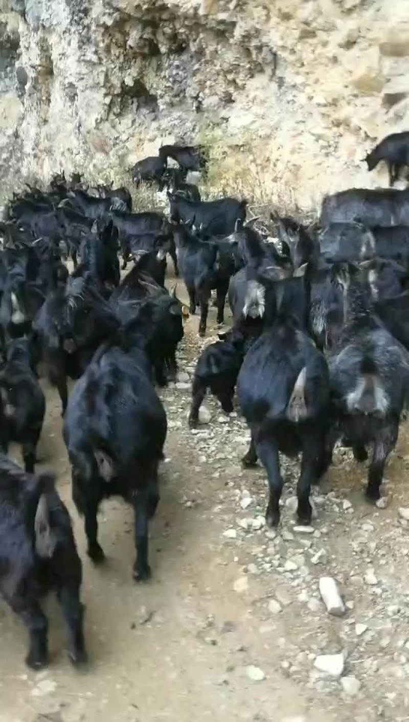 本地黑山羊