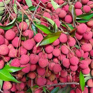 荔枝