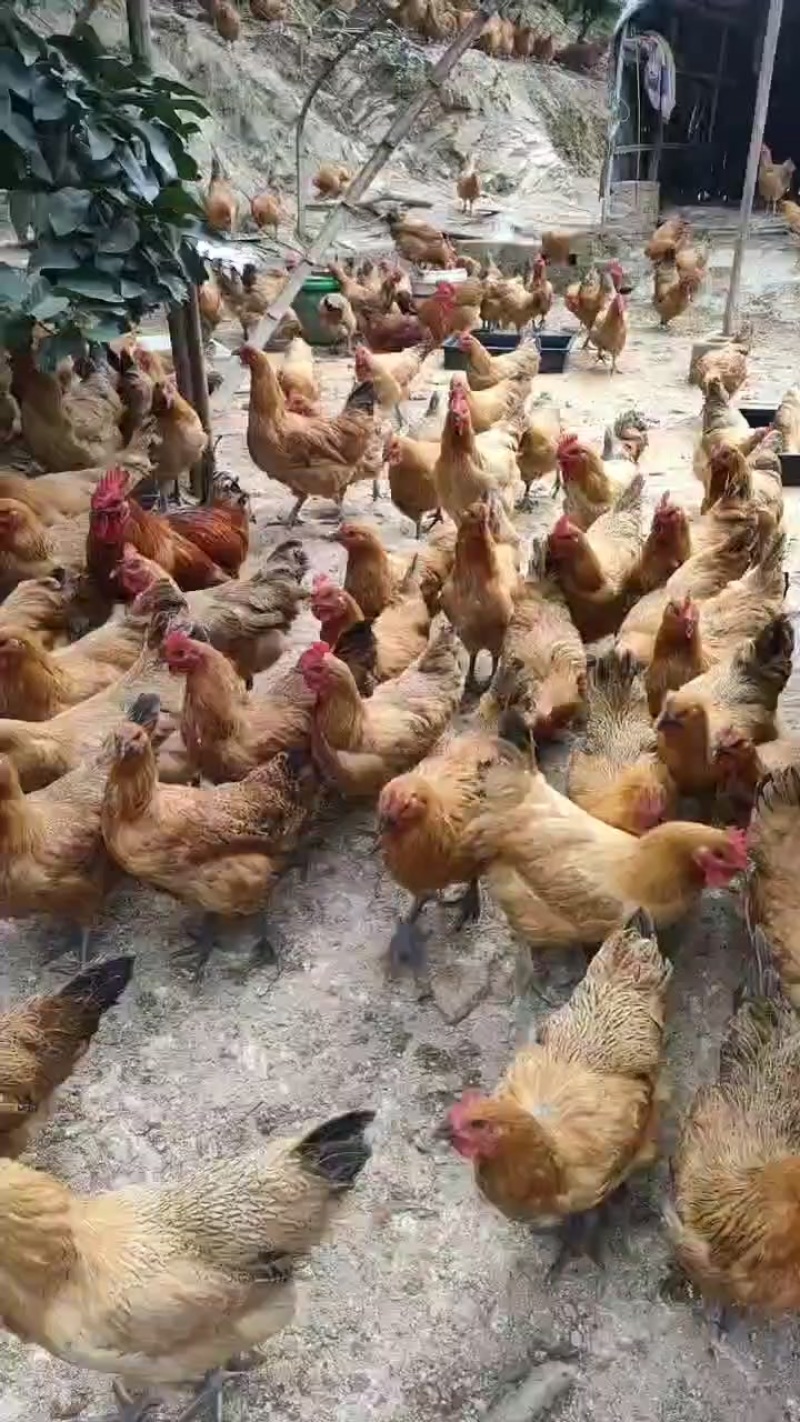 190的玉米跑山鸡