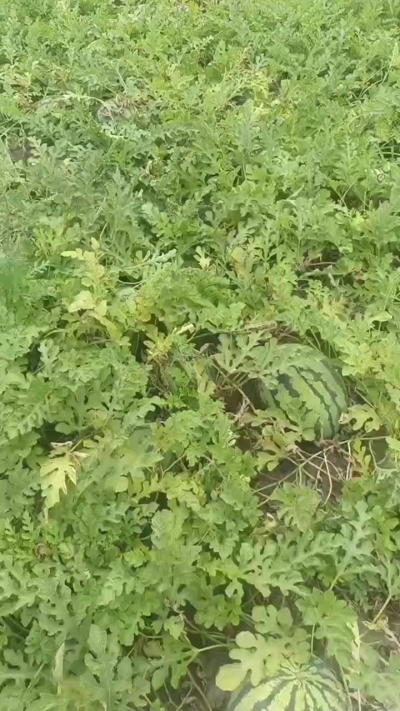 天津宁河西瓜产区，猛虎，金城武，大量上市，有需要的联系