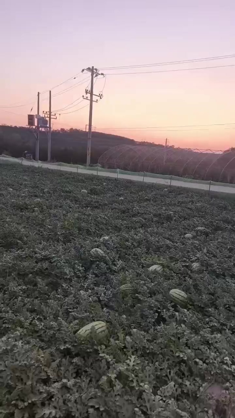 马上开园7毛5上车，量大来谈