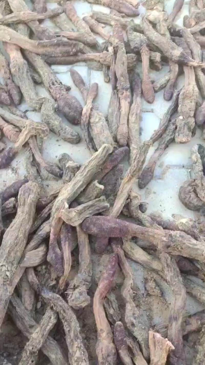 锁阳