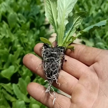 油麦菜苗