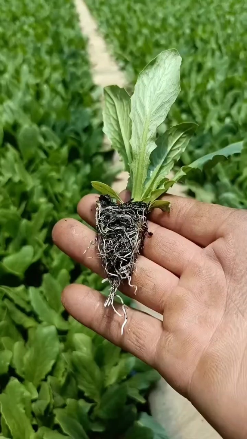 油麦菜苗