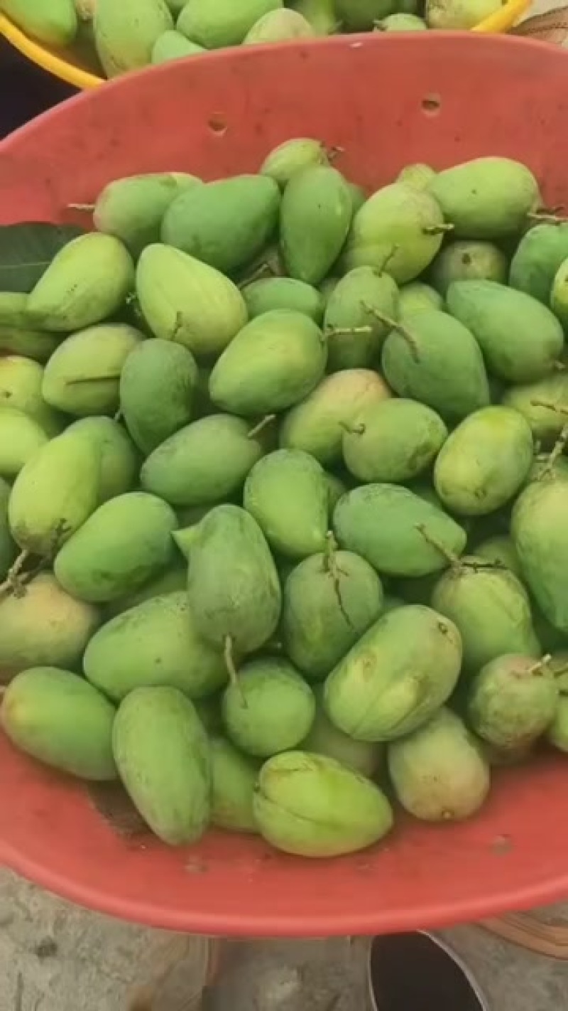 台农芒果电商靓果