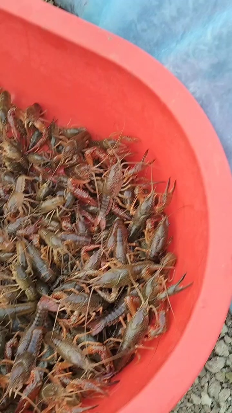各类水产批发零售
