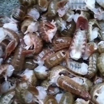 各类水产批发零售