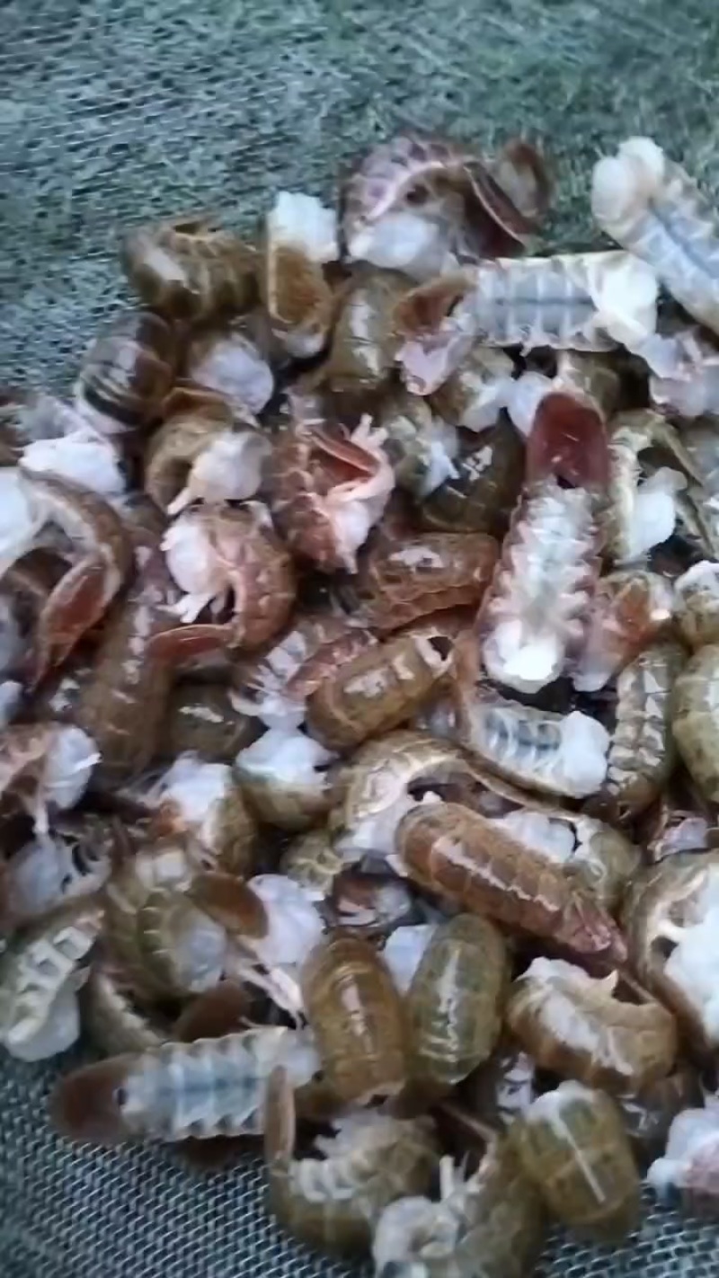 各类水产批发零售