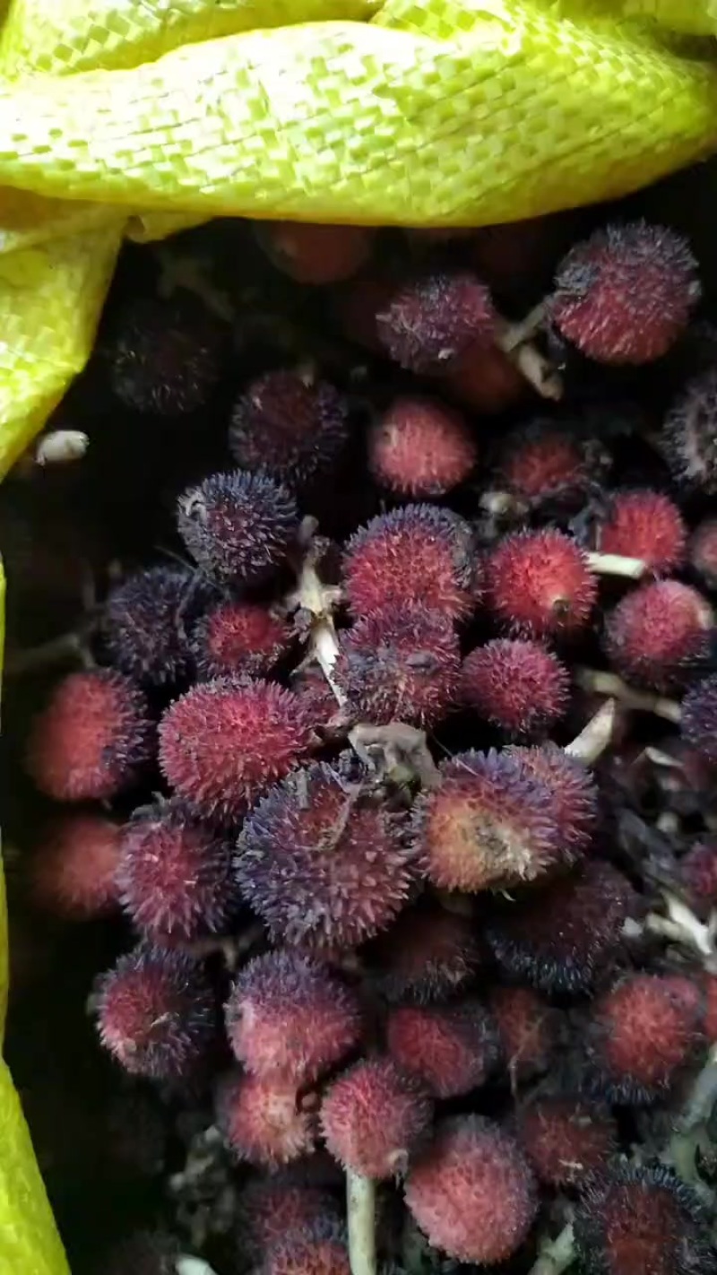 防城港新鲜砂仁