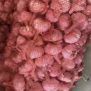 河南周口淮阳精品干蒜，大蒜批发