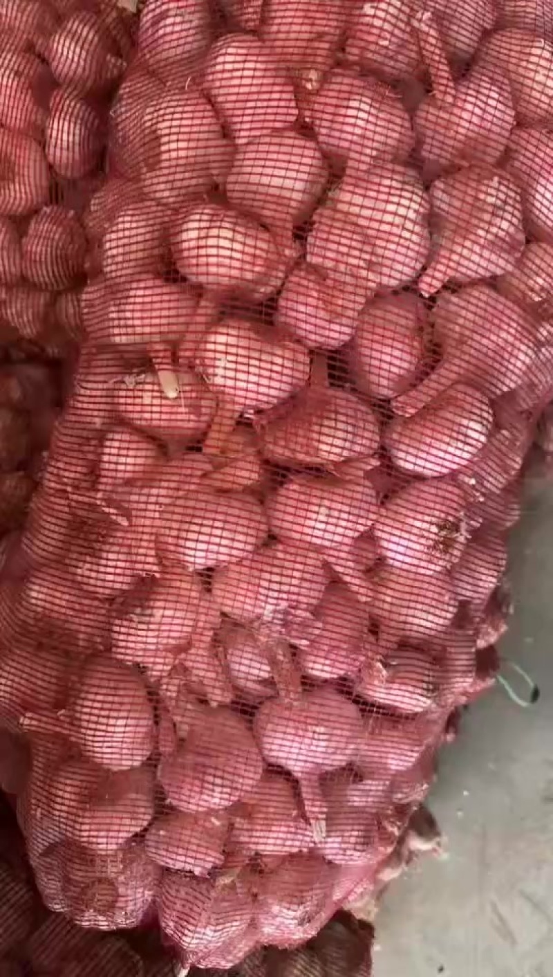 河南周口淮阳精品干蒜，大蒜批发