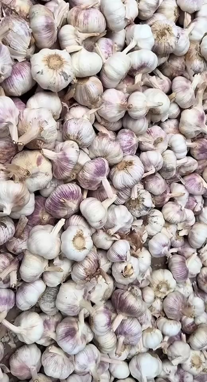 河南周口淮阳精品干蒜，大蒜批发