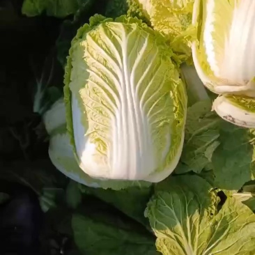 白菜需要的联系
