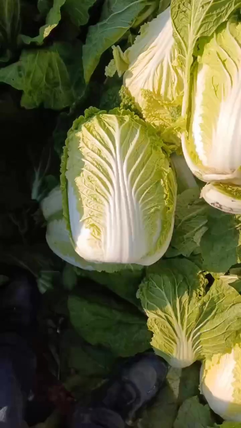 白菜需要的联系