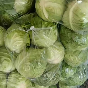 甘蓝🥬