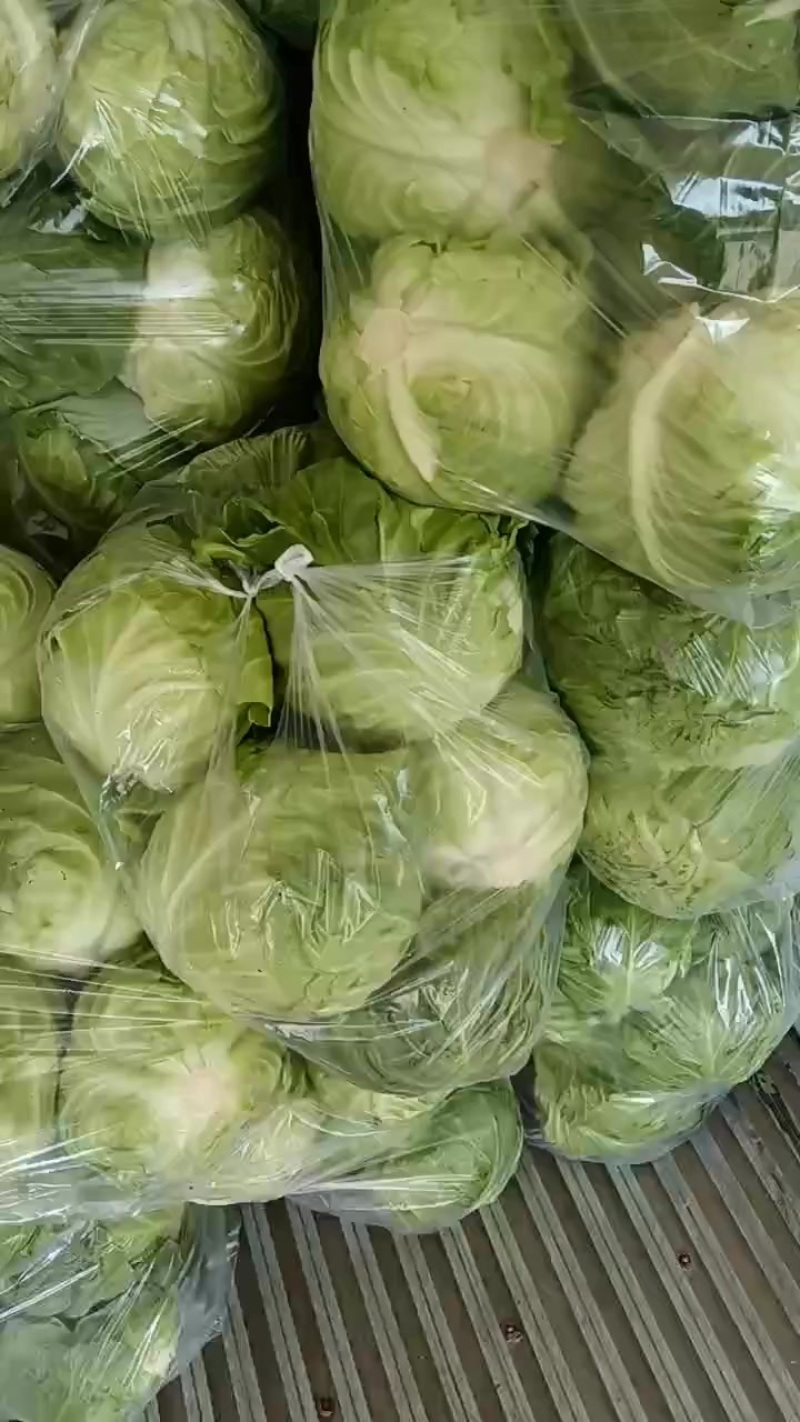 甘蓝🥬
