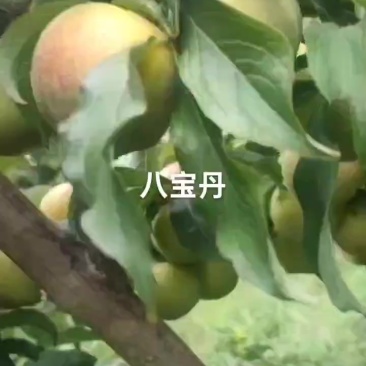 八宝丹个大红度好，价实惠，需要的老板速联系我哦！