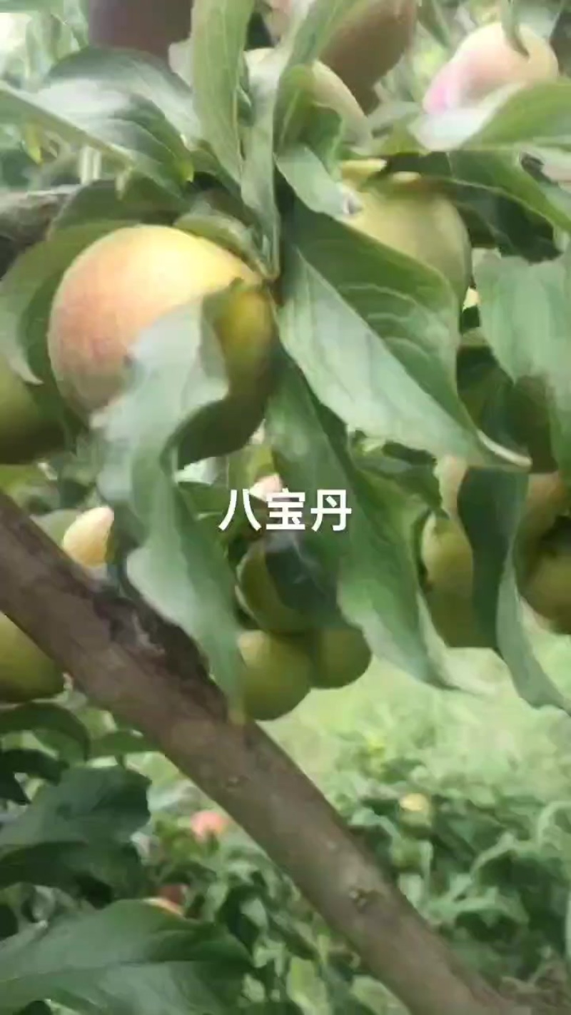 八宝丹个大红度好，价实惠，需要的老板速联系我哦！