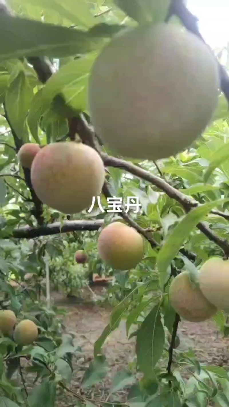 八宝丹个大红度好，价实惠，需要的老板速联系我哦！