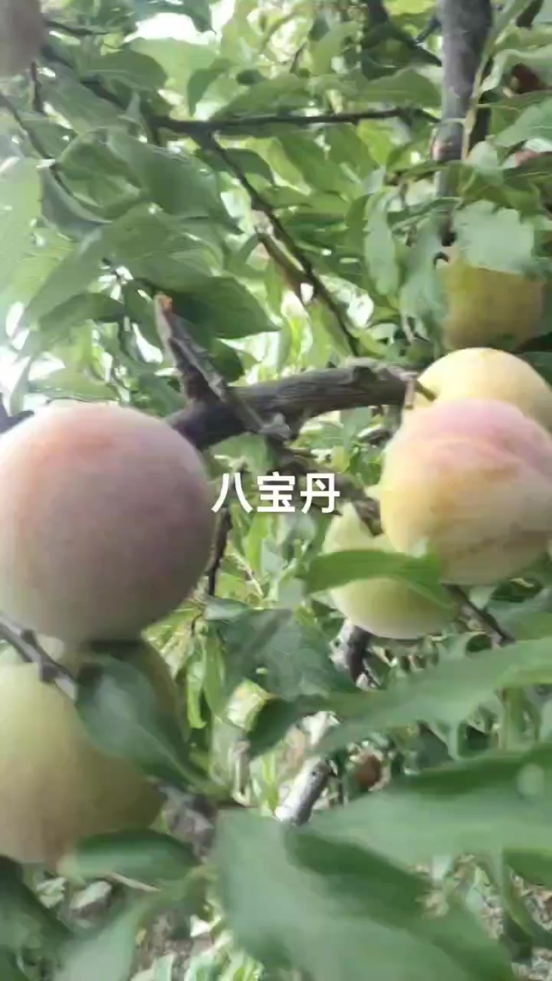 八宝丹个大红度好，价实惠，需要的老板速联系我哦！