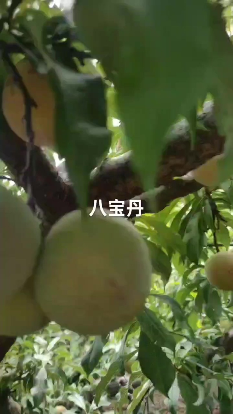 八宝丹个大红度好，价实惠，需要的老板速联系我哦！