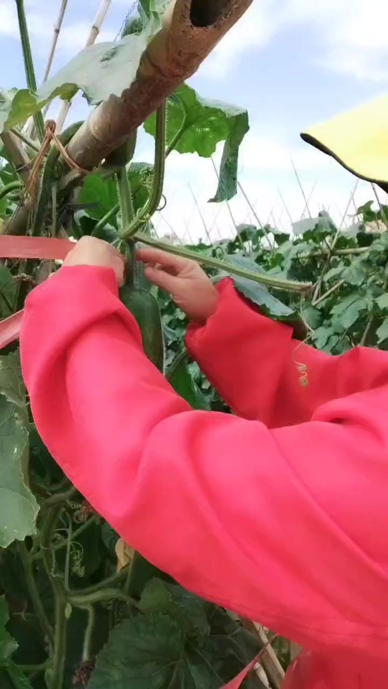 江西黑皮吊冬瓜
