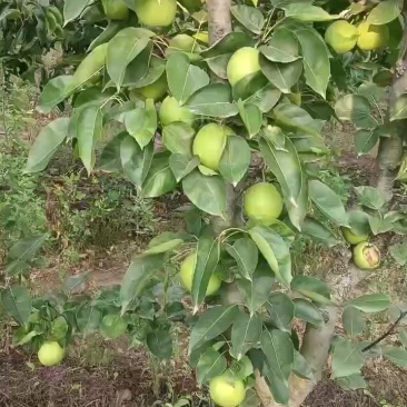 苏脆1号梨