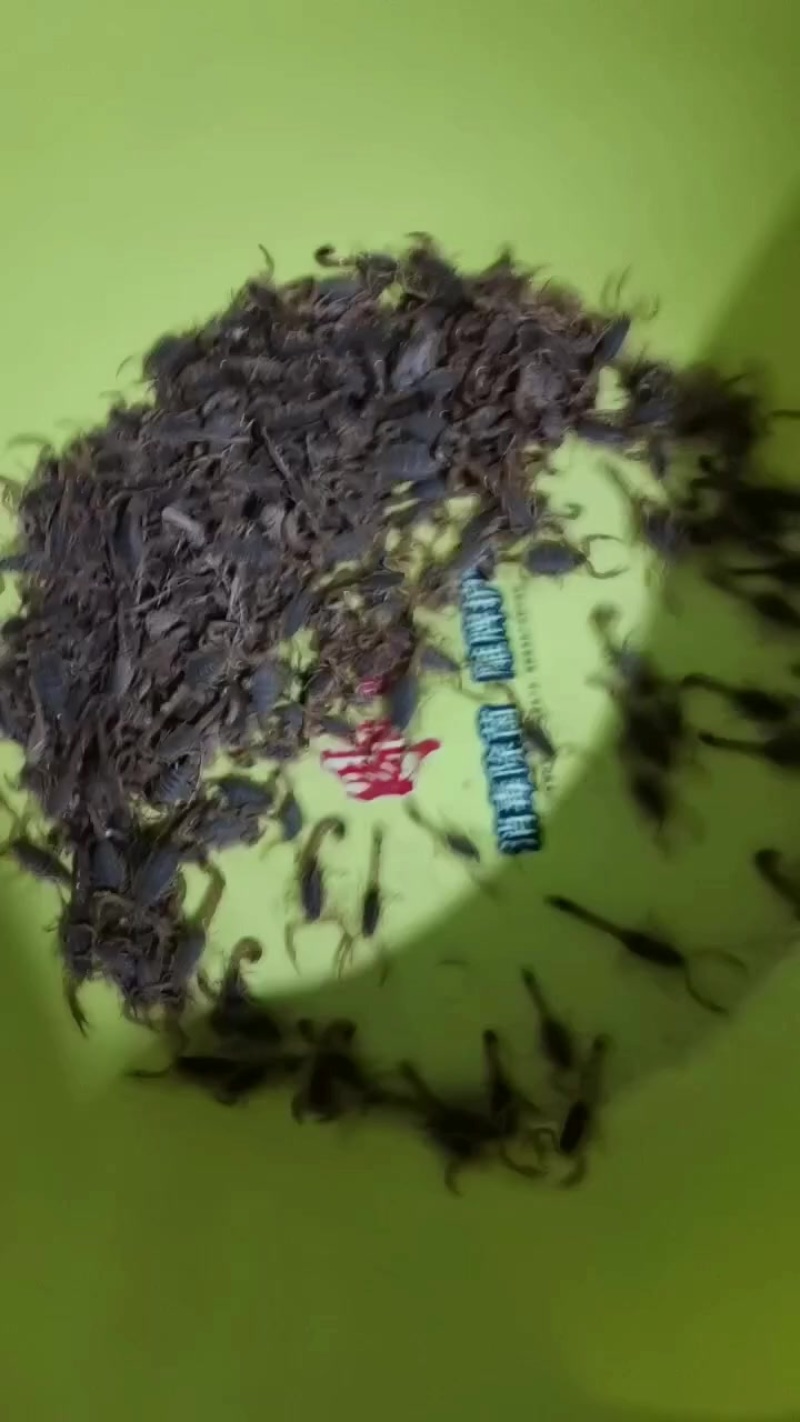 蝎子