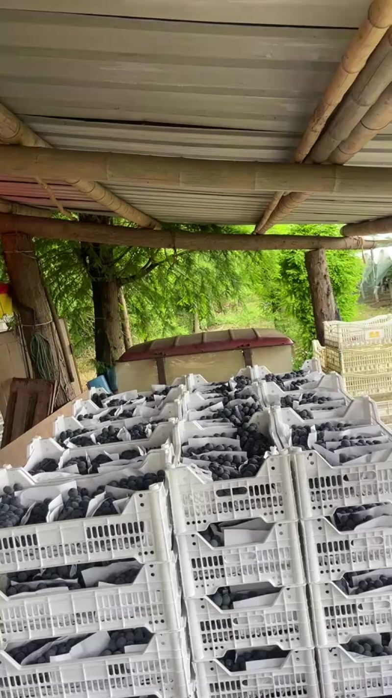 夏黑，阳光玫瑰，巨峰