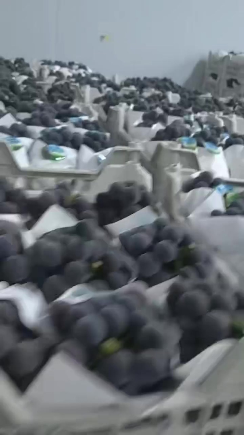 夏黑葡萄，大量现货
