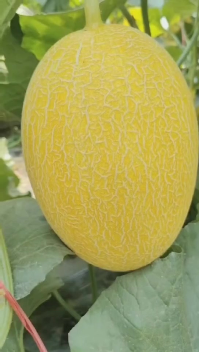 金色年华