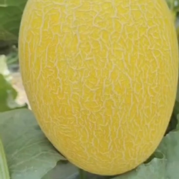 金色年华