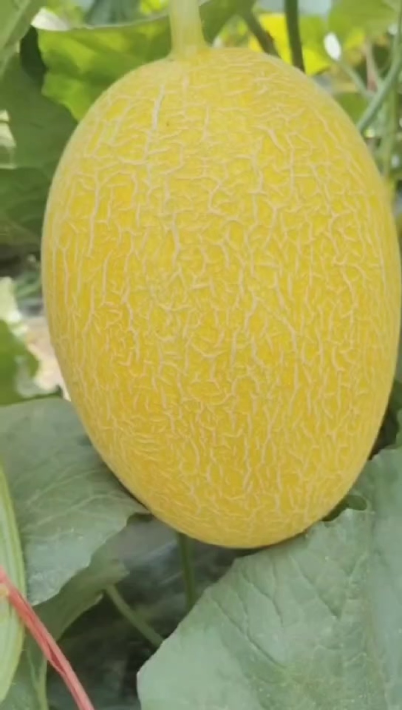 金色年华