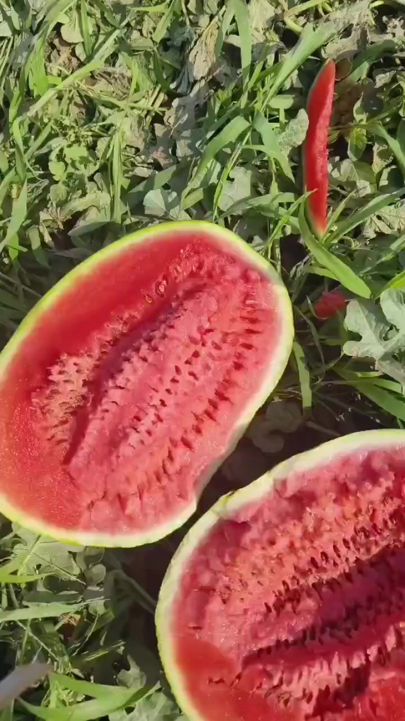 金花六，毛毛钱，量大先，头茬瓜