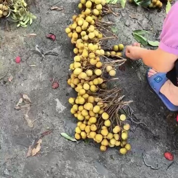 龙眼少量上市
