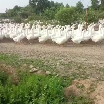 林区养殖大鹅