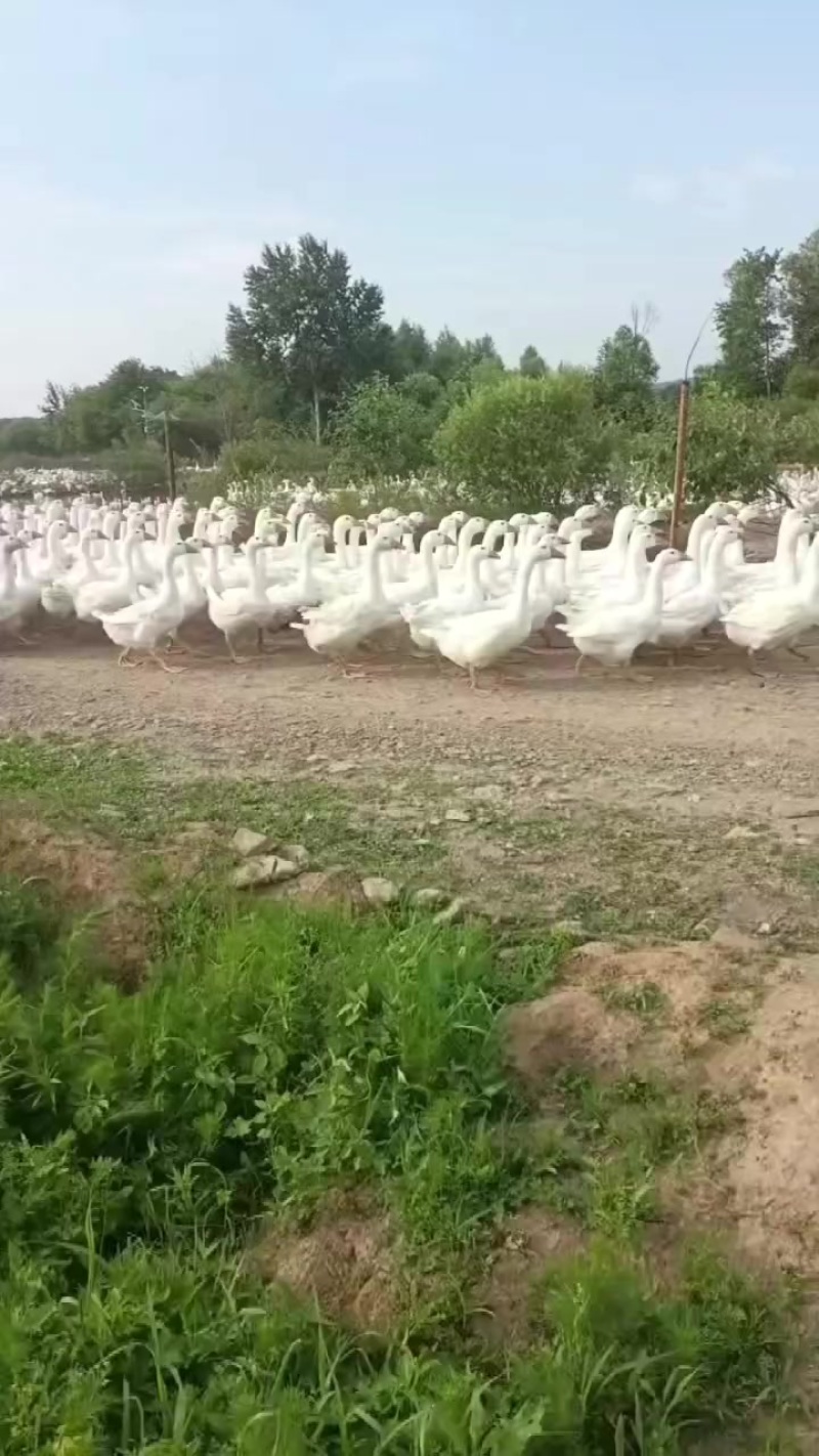 林区养殖大鹅